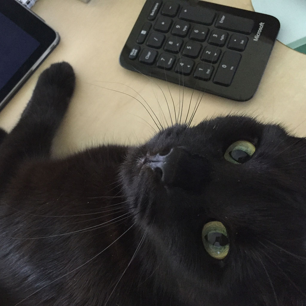 Chi, furry assistant